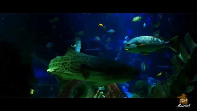 Sea Life Finland Helsinki Океанариум Финляндия Хельсинки Океанаріум Фінляндія Хельсінкі Відеографі смотреть онлайн