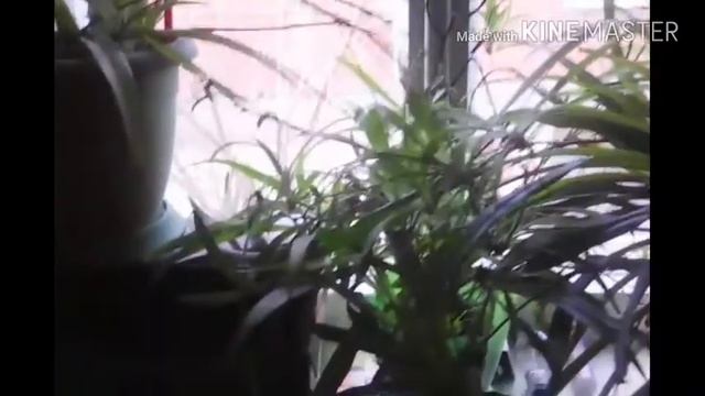Мои комнатные растения!Хлорофитум и другие!!! смотреть онлайн