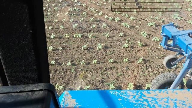 Прополка подсолнуха первый день смотреть онлайн