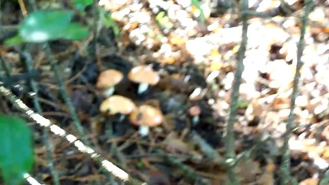 грибы в лесу-маслята Suillus смотреть онлайн