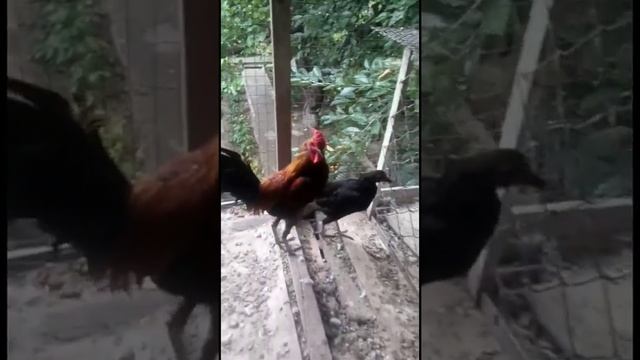 Новоанглийская бойцовая карликовая порода кур ( Модерн) смотреть онлайн