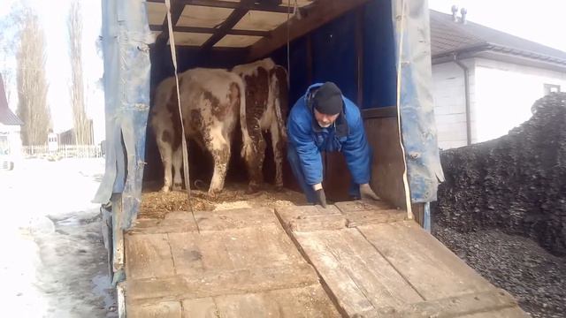 Бычок вместо коровы,голубь вместо лошади смотреть онлайн