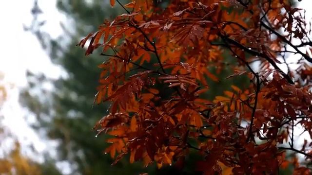 Разработка ПДВ, ПНООЛР, СЗЗ, Паспорта отходов. смотреть онлайн