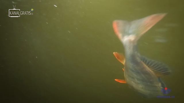PERCH PRO 9 - Episode 1 смотреть онлайн