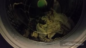 Режим "шерсть" в стиральной машине bosch wlk 2426 moe.