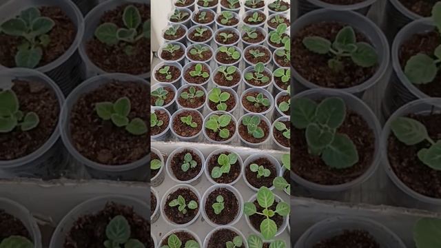 Сеянцы глоксинии#вторая пикировка#комнатные цветы#Flowers смотреть онлайн