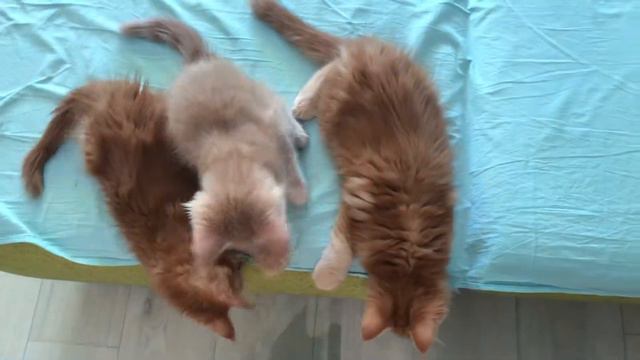 Мейнкун . Котята породы мейнкун