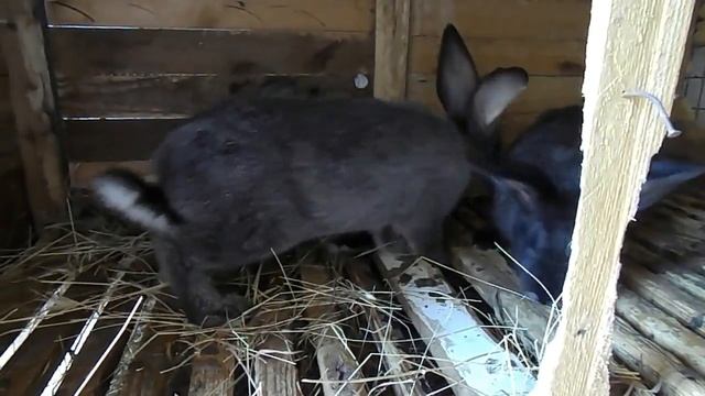 Можно ли кроликам крапиву | КРОЛИКОВОДСТВО смотреть онлайн