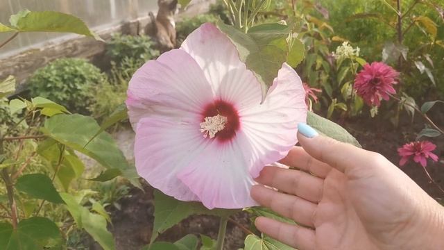 Зацвел гибискус смотреть онлайн