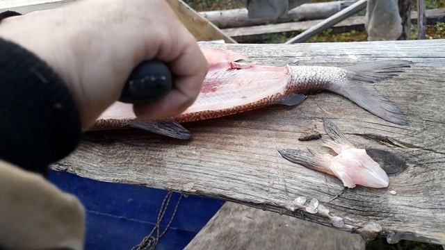 разделка щекура на филе смотреть онлайн