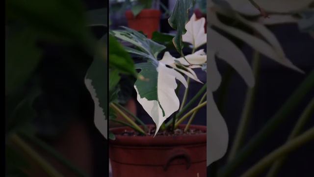 Amazing Golden Dragon Variegata. AVAILABLE!! #plants#philodendron#philodendronvarigata#goldendragon смотреть онлайн
