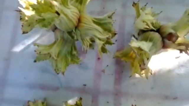 Фундук Трапезунд.Урожай с омоложенного куста на третий год. смотреть онлайн