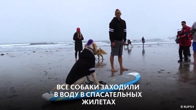 ЧЕМПИОНАТ ПО СЁРФИНГУ СРЕДИ СОБАК