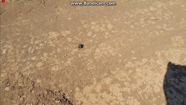 Скарабеи Крыма смотреть онлайн