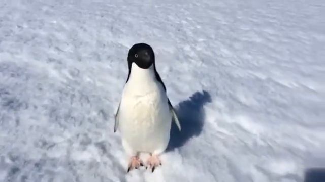 Пингвин злится. Приколы с животными. смотреть онлайн