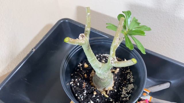 How to Prune Desert Rose Adenium Bonsai смотреть онлайн