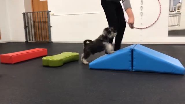 Щенок цвергшнауцера. Можно спросить все о щенке по тел89272708028 смотреть онлайн