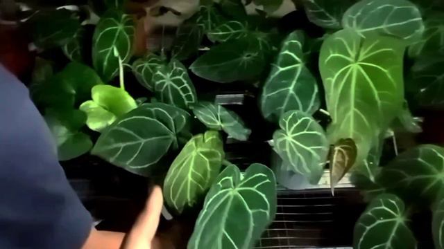 WOW !!! HARGA ANTHURIUM MULAI DARI 75 K, DISKON BESAR BESARAN смотреть онлайн