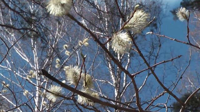 Футаж Академгородок Весна Май 2011 001291 смотреть онлайн