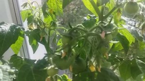 Помидоры черри на подоконнике//Томат Бонсай