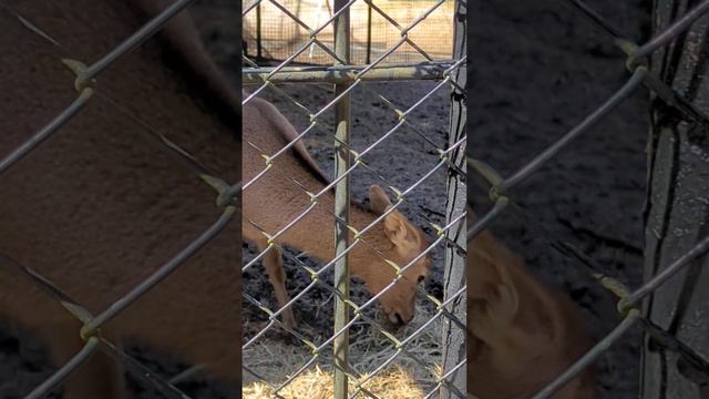 March 19, 2023 Семейный парк города Тояма Целебный зоопарк, где заботы сгорают. смотреть онлайн