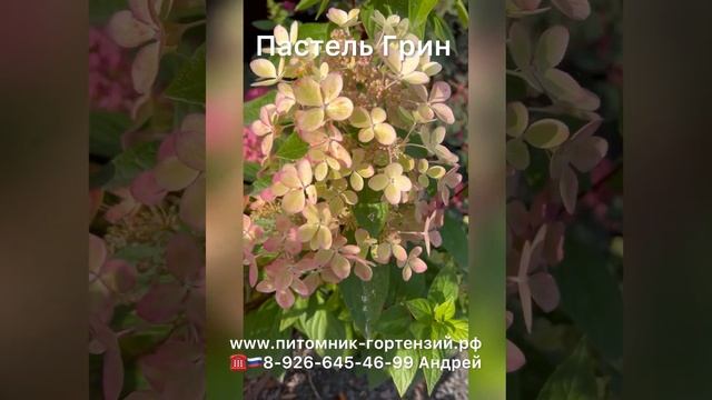 Пастель Грин (Pastelgreen)Гортензия метельчатая (Hydrangea Paniculata `Pastelgreen`