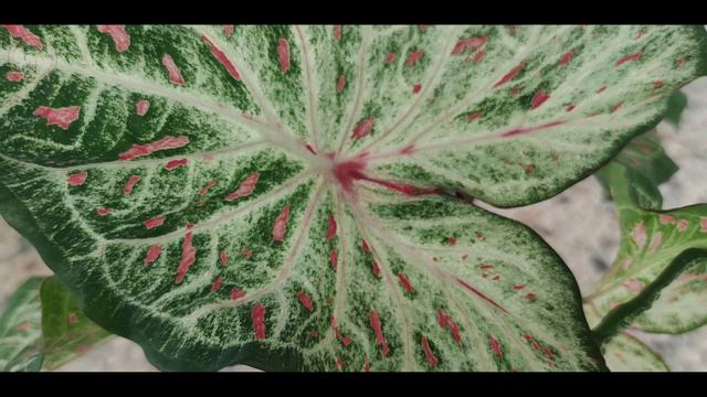 TAMPILAN CALADIUM GINGERLAND