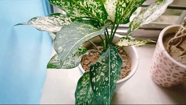 How to Grow & Care Aglaonema Plant/Fertilizer,Soil Mix,Water requirements/Best Home Decoration Plan смотреть онлайн