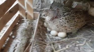 Фазан высиживает яйцо цесарки. Солнечная жизнь в деревне