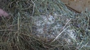 Вольерное содержание зимой кроликов в закрытых вольерах/Мясные породы