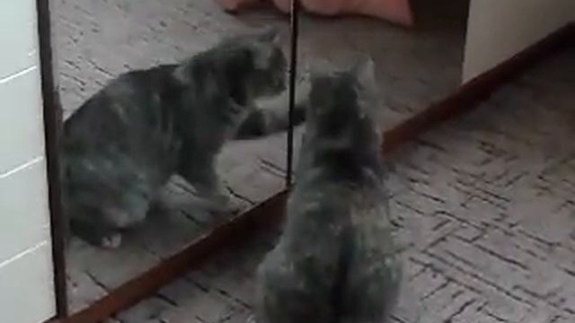 Прикол с кошкой!!! О чем они думают??? смотреть онлайн