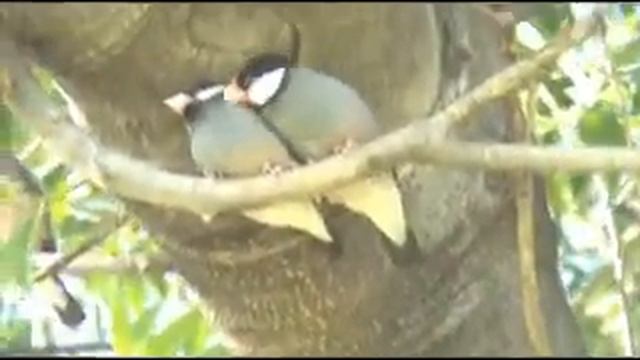 OMG Java Love Bite ! смотреть онлайн