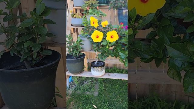 how to keep you hibiscus alive during the winter months смотреть онлайн