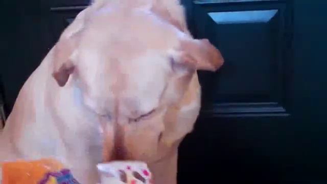 Собака провинилась