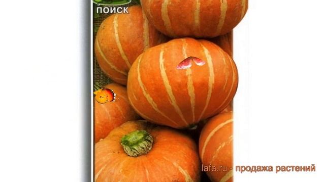Тыква крупноплодная Улыбка (ulybka) ? тыква Улыбка обзор: как сажать семена тыквы Улыбка смотреть онлайн