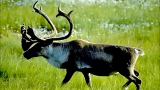 Wesley Willis - Suck A Caribou's Ass смотреть онлайн