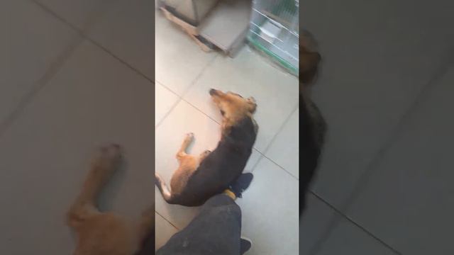 зоопарк 🐕🐕🐕🐟🐠🐡 смотреть онлайн
