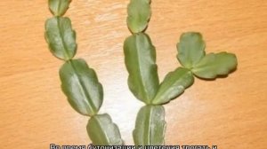 Рипсалидопсис: уход в домашних условиях и разновидности растения