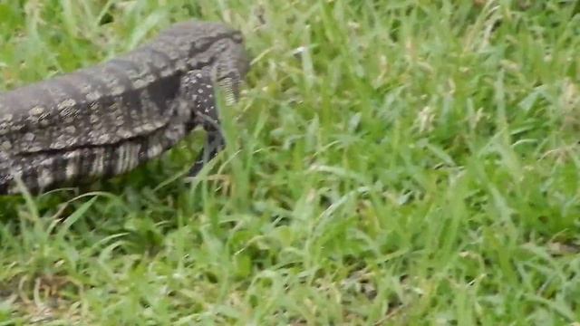 Dragon ! - Nikon Coolpix P100 HD 1080p - Parque Das Secoyas, Canela, RS смотреть онлайн