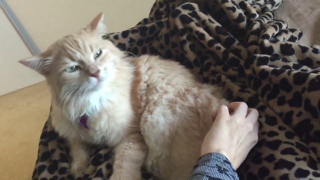 FUNNY CAT - BLUES CAT.... BLISS CAT..... КОТ-КАЙФУН, точка G моего кота :) 2016 смотреть онлайн