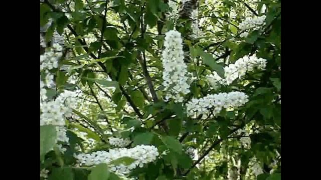 522# "Обманула" смотреть онлайн