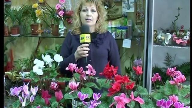 Цветя - Цикклама , легенди , послания, отглеждане. смотреть онлайн