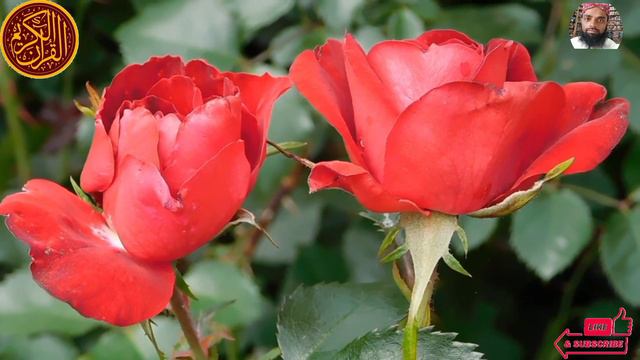 Surah Yasin(Yaseen) |Beautiful recitation|یس سورہ 36 смотреть онлайн