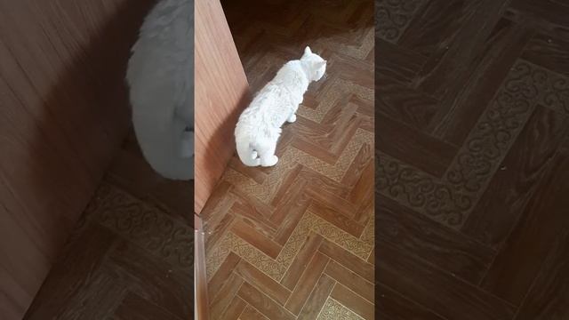 3-ий день лечения инсульта у котика смотреть онлайн