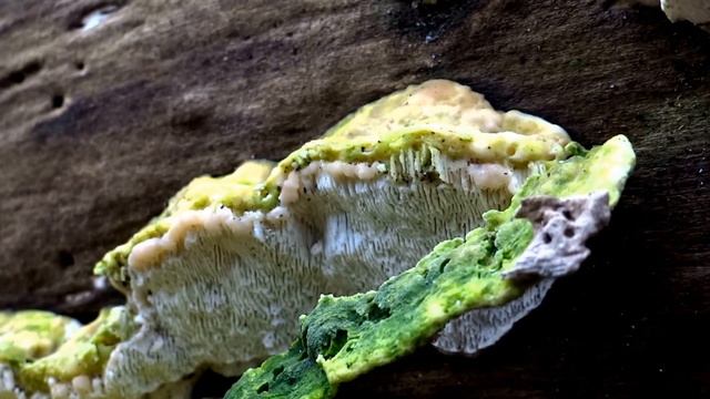 Lumpy Bracket (Trametes gibbosa) - 2013-02-09 смотреть онлайн