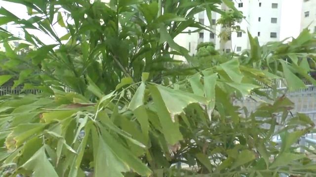 Fishtail palm - grow and care (Caryota) смотреть онлайн