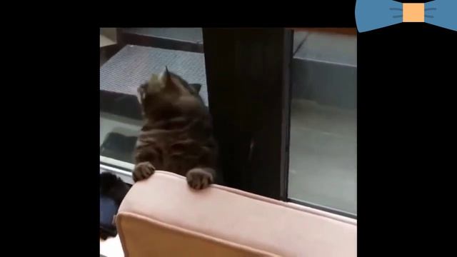 Ох уж эти забавные животные ? смотреть онлайн