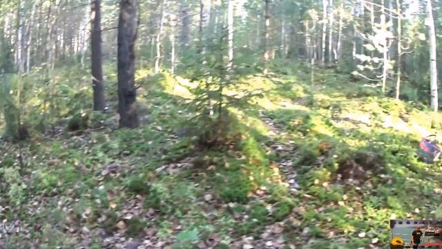 Поход за грибами 2017.В лес за подберёзовиками.Грибы. смотреть онлайн