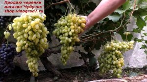 Виноград КИШМИШ ГЕЛИОДОР- очень раннего срока созреания, крупные грозди и ягоды с мускатом - востор