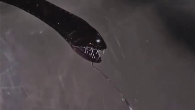 Идиакант - (idiacanthus)